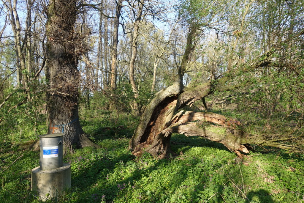 Pokud se hlavaté stromy neořezávají, váha sílících větví často vede k rozlomení kmene.